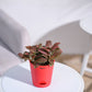 Fittonia_Pink_Plant_NUPL0299LWT_White