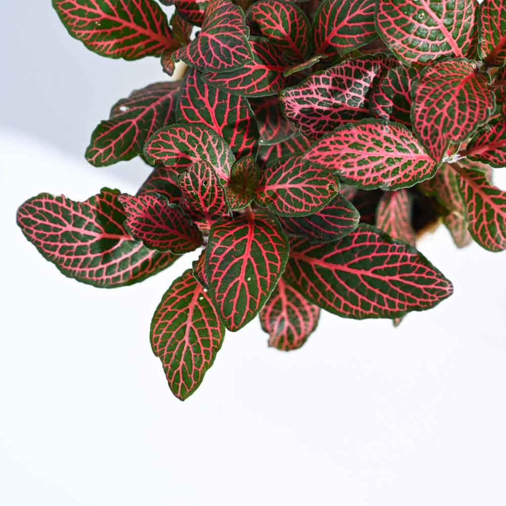 Fittonia_Pink_Plant_NUPL0299STQ_Turquoise