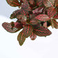 Fittonia_Pink_Plant_NUPL0299AYL_Yellow