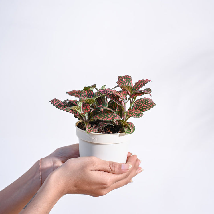 Fittonia_Pink_Plant_NUPL0299_Ivory