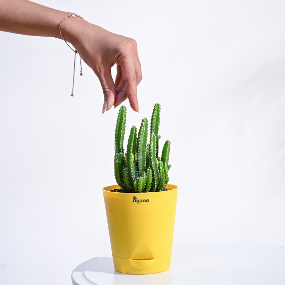indoor cactus plants online Buy the Elongated Cactus Plant online: Slow-growing and easy to maintain