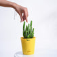Cactus_Plant__Elongated_NUPL0186AYL_Yellow