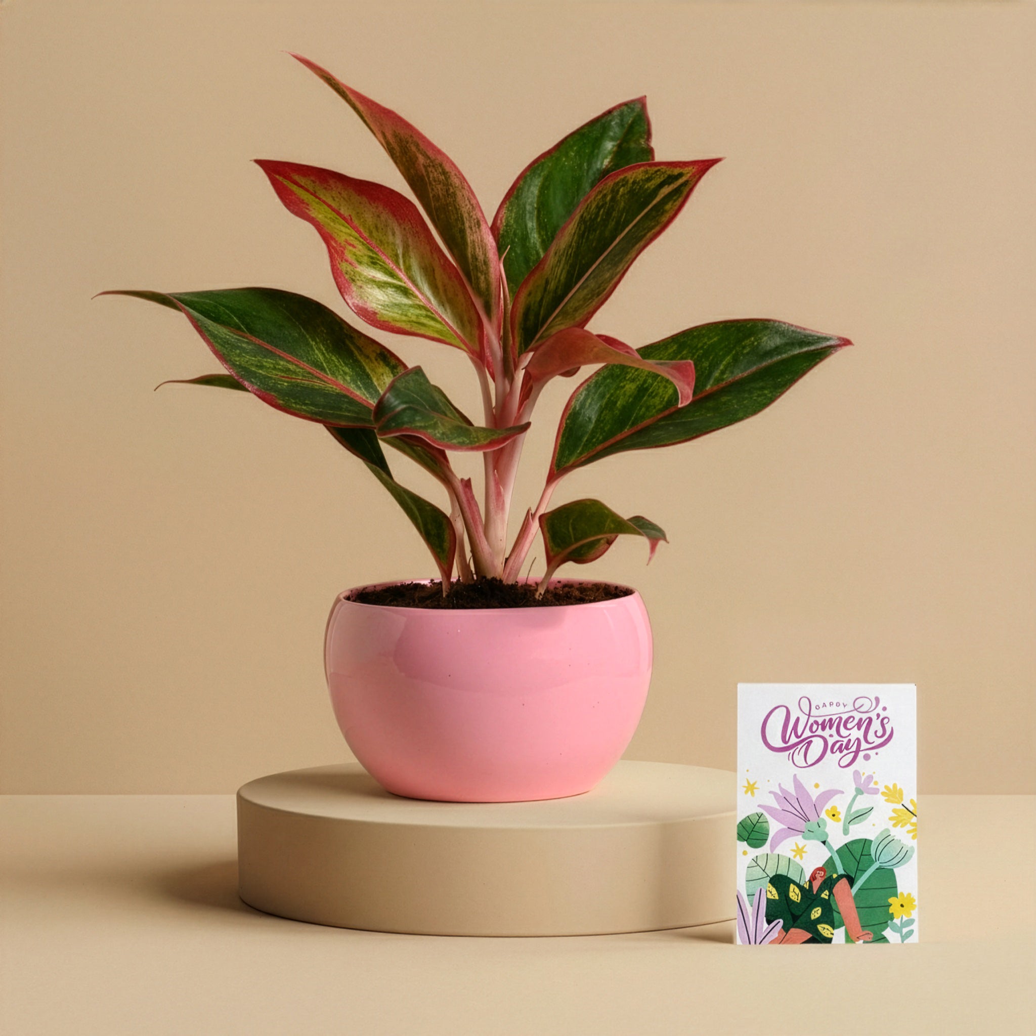 Women’s Day Statement Plant Gift – Aglaonema Red