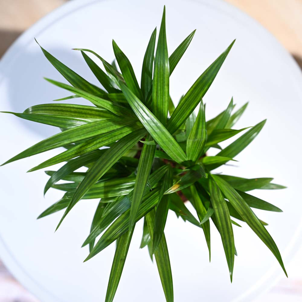 ugaoo areca palm Buy Areca Palm Plant | Top-Rated Indoor Plant