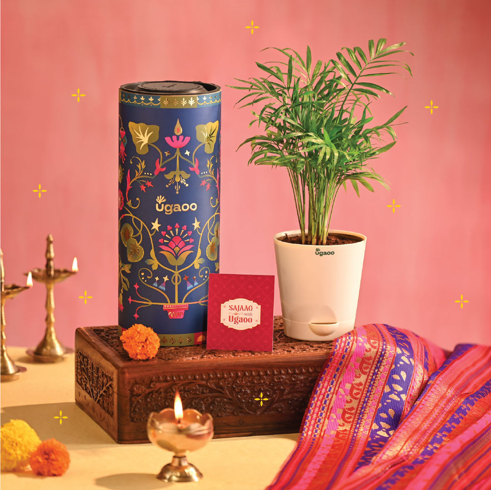 Bamboo Palm Plant Small - Diwali Edition