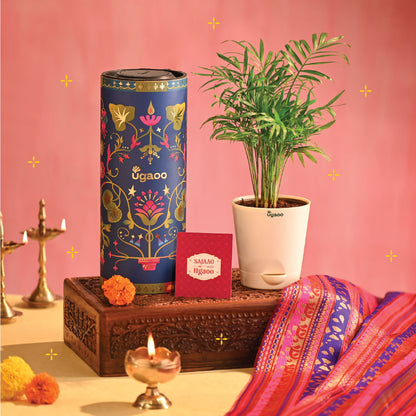 Bamboo Palm Plant Small - Diwali Edition
