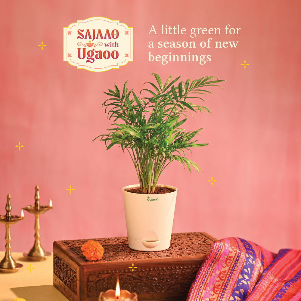 Bamboo Palm Plant Small - Diwali Edition