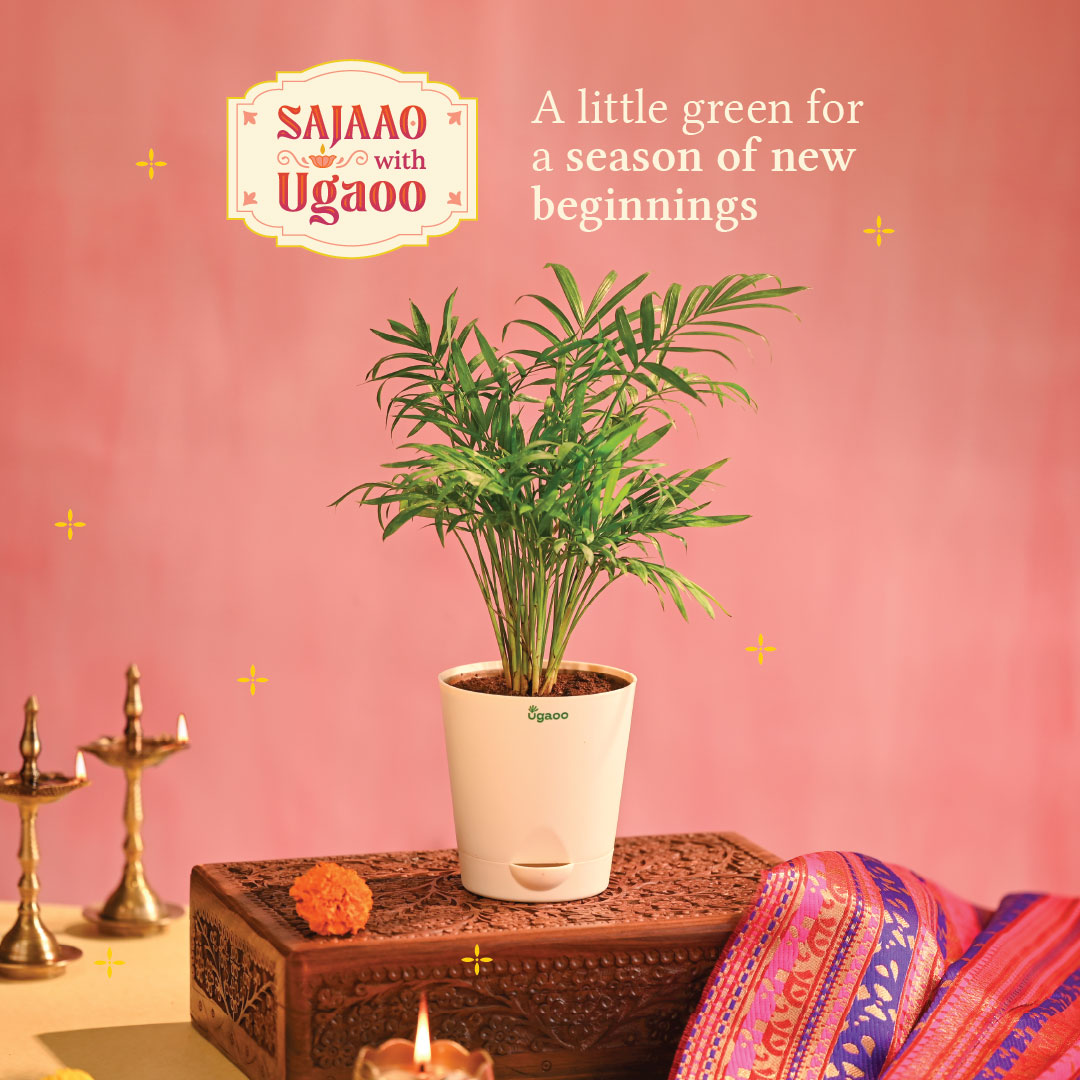 Bamboo Palm Plant Small - Diwali Edition