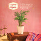 Bamboo Palm Plant Small - Diwali Edition
