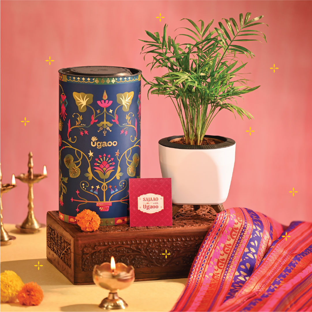 Bamboo Palm Plant Small - Diwali Edition