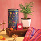 Bamboo Palm Plant Small - Diwali Edition
