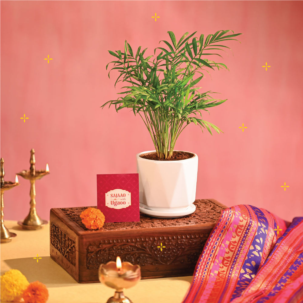 Bamboo Palm Plant Small - Diwali Edition