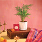 Bamboo Palm Plant Small - Diwali Edition