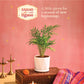 Bamboo Palm Plant Small - Diwali Edition