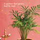 Bamboo Palm Plant Small - Diwali Edition