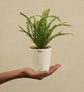 Fern Button Plant For Environment Day Gifting