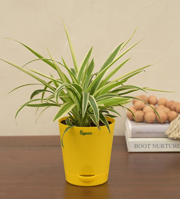 #select-plant-size_small