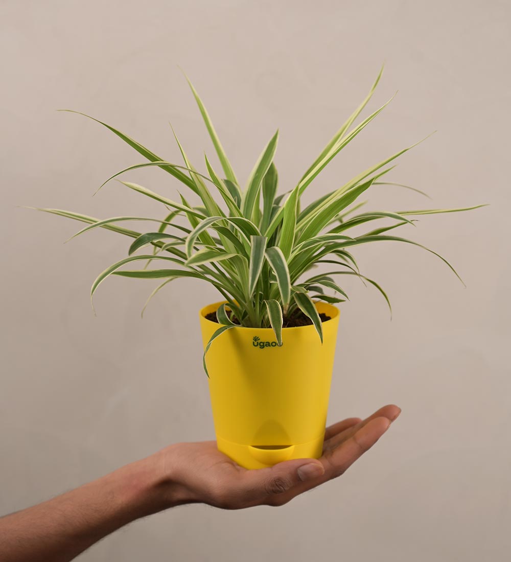 spider plant gift Spider Plant Gift Hamper – Ugaoo