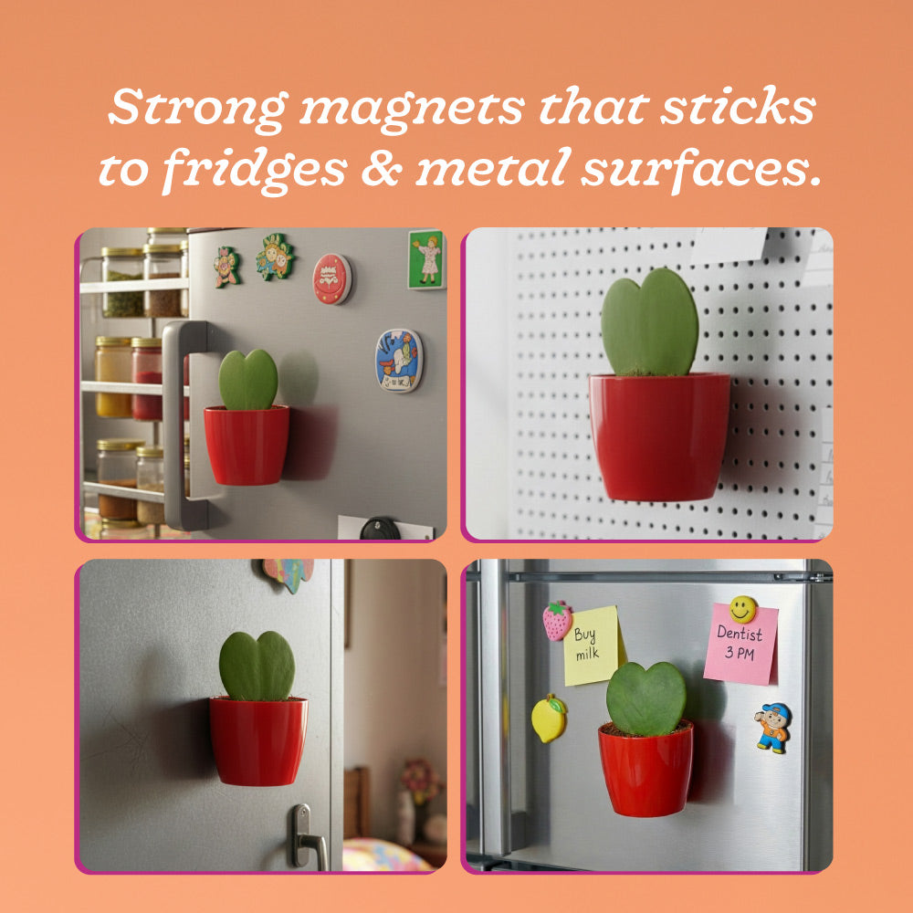 Heart Hoya Plant - Valentine Special