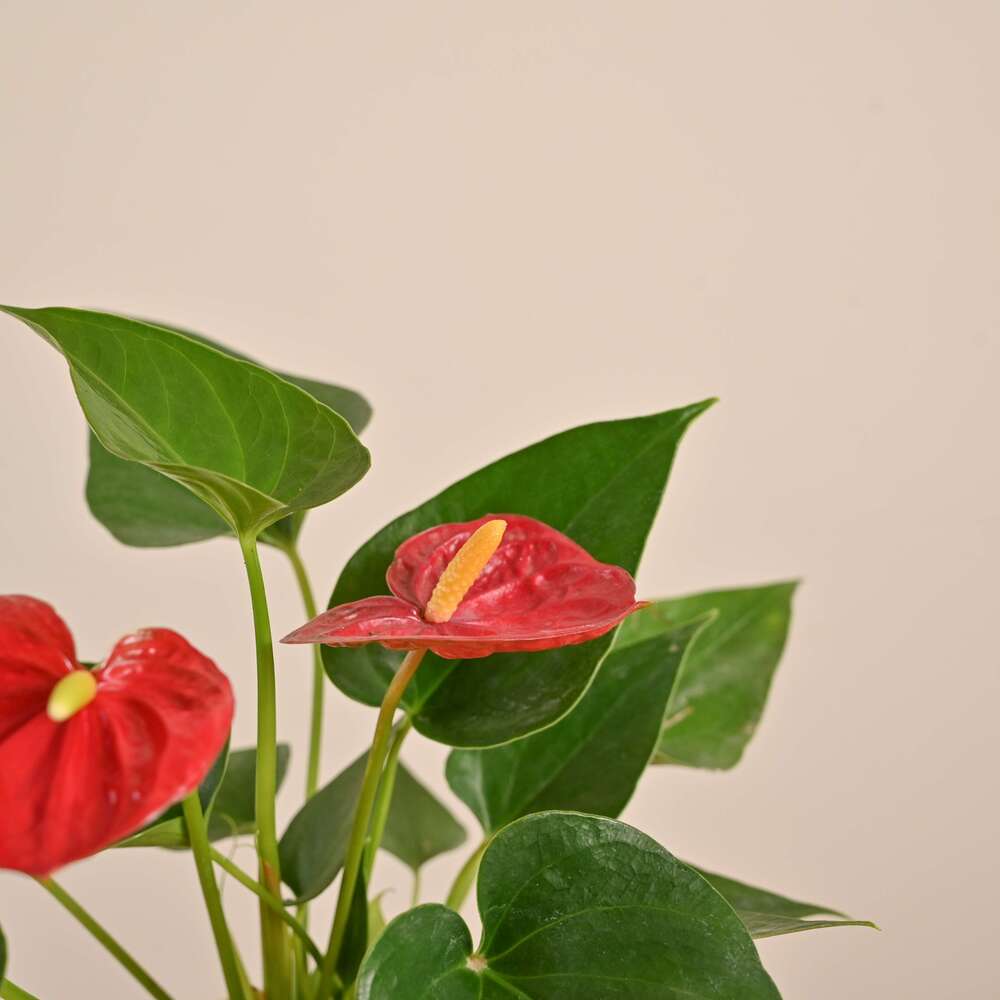 anthurium plant online bangalore Red Anthurium Plant