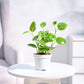 Peperomia Green Creeper Plant With GroPot