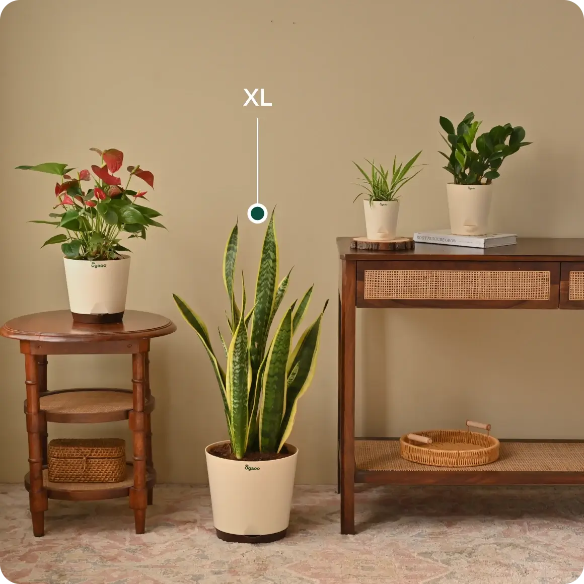XL