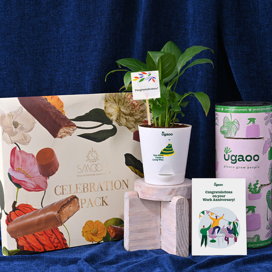 Peace Lily Plant with Smoor Celebration Box