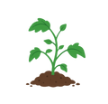60-75 Days to Maturity