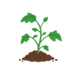 50-70 Days to Maturity