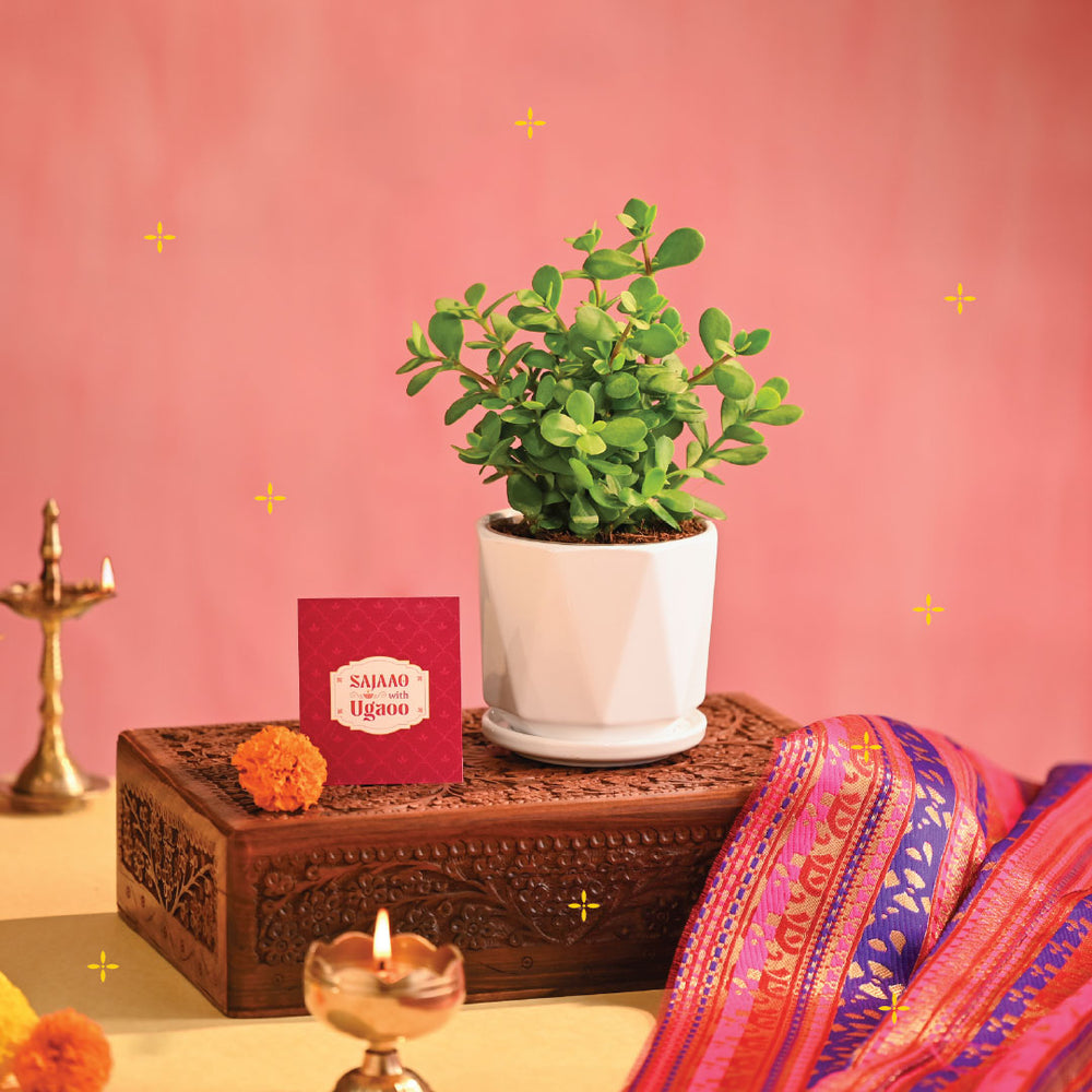 Jade Mini Plant - Diwali Edition