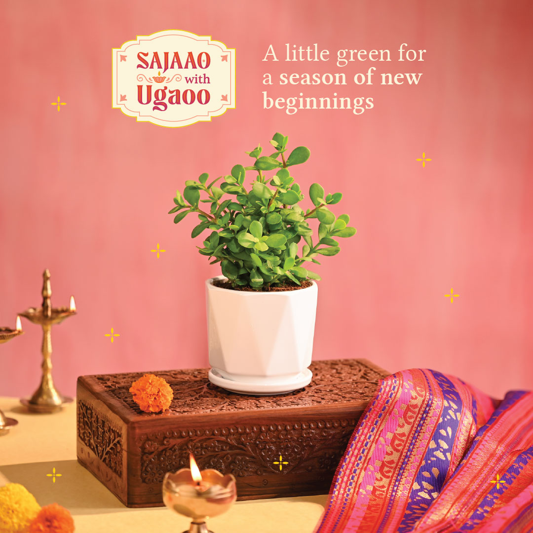 Jade Mini Plant - Diwali Edition