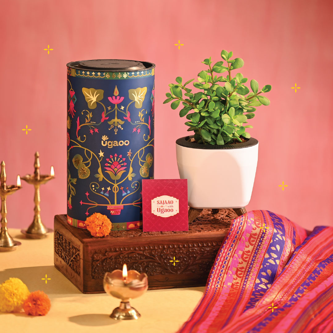 Jade Mini Plant - Diwali Edition