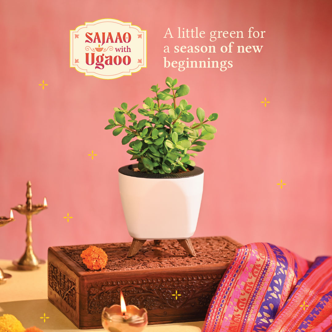 Jade Mini Plant - Diwali Edition