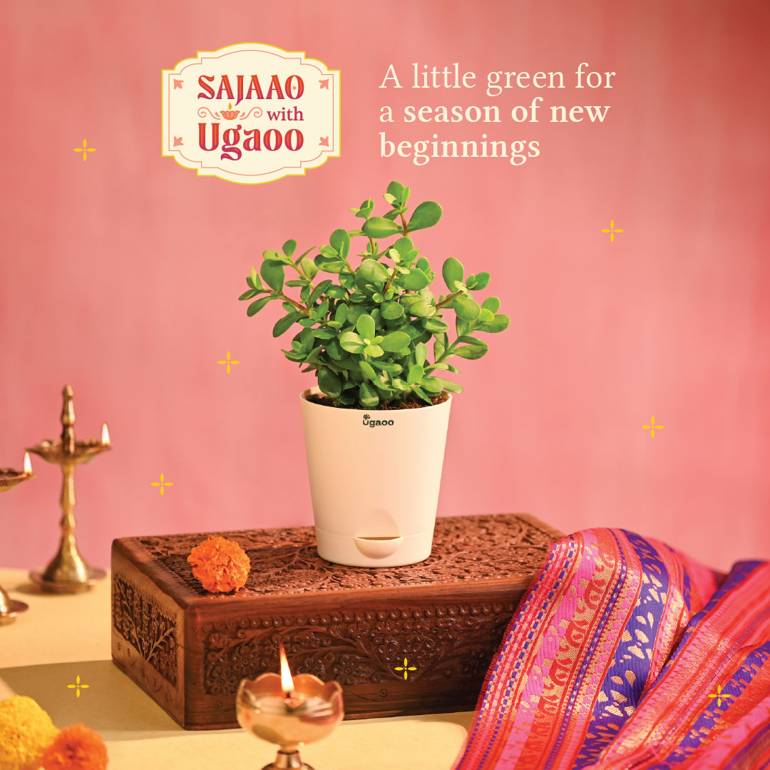 Jade Mini Plant - Diwali Edition
