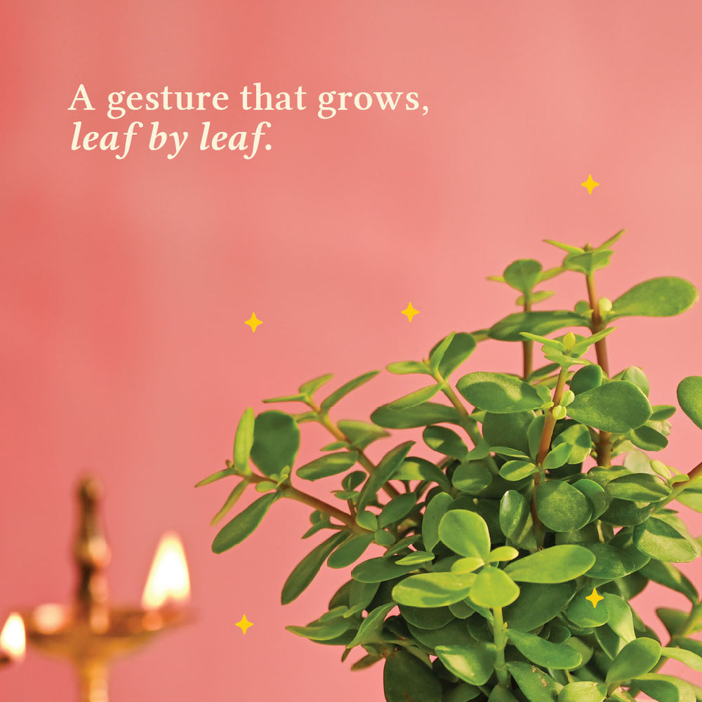 Jade Mini Plant - Diwali Edition