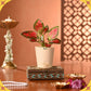 Jharokha Diwali Hamper
