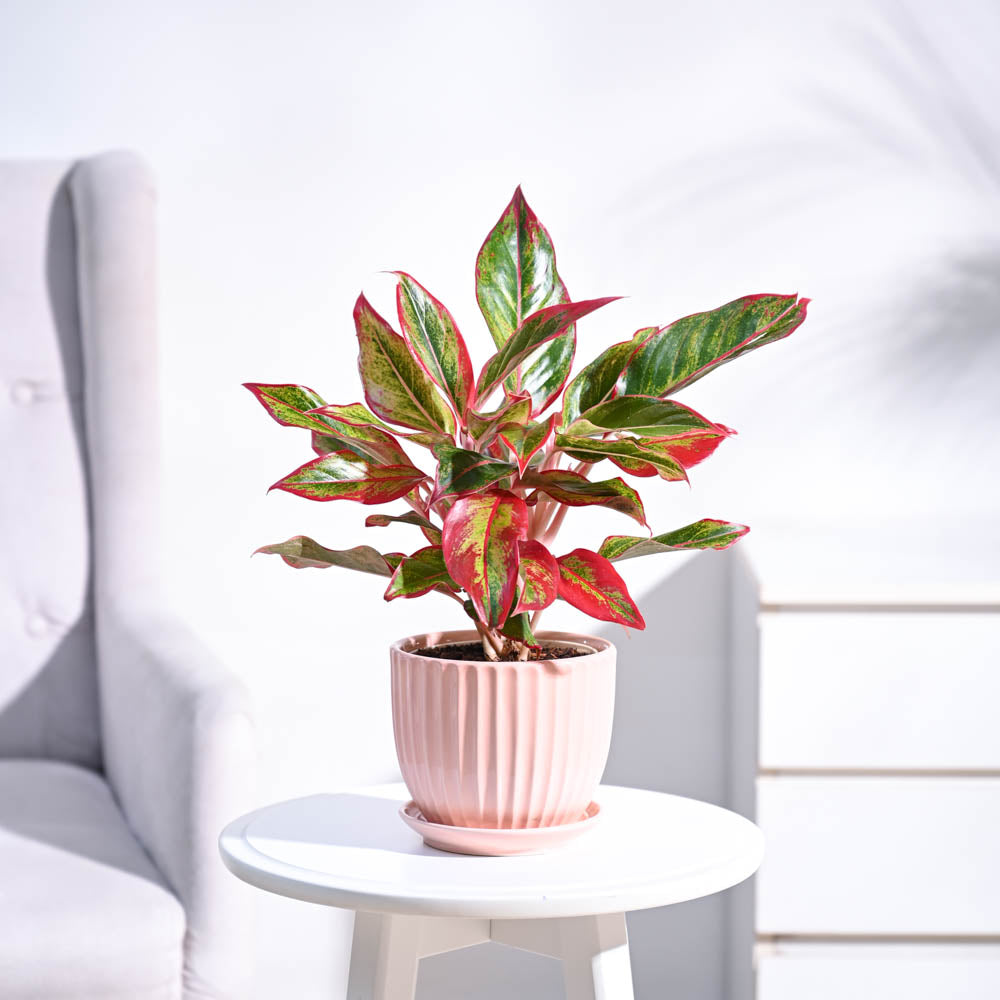 Buy Aglaonema Red Plant | Vibrant Red Chinese Evergreen for Sale