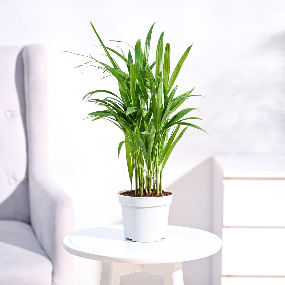 areca palm soil requirements Buy Areca Palm Plant | Top-Rated Indoor Plant