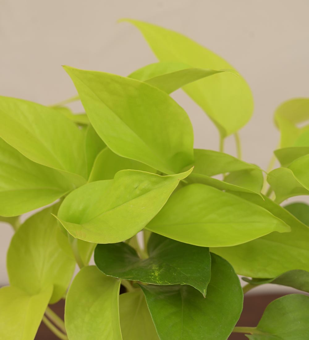 light green money plant Money Plant Golden For Environment Day Gifting – Ugaoo