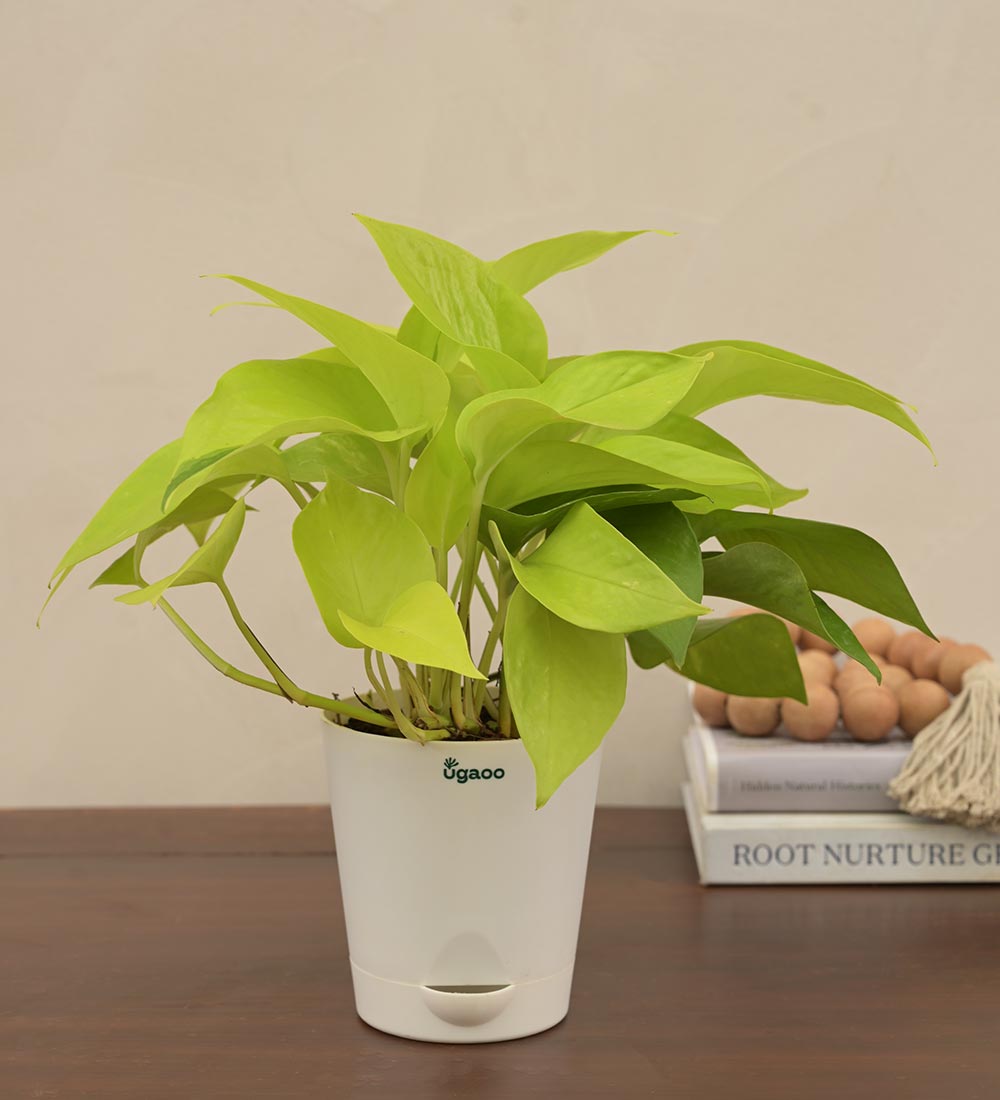 is gifting money plant good Money Plant Golden For Environment Day Gifting – Ugaoo