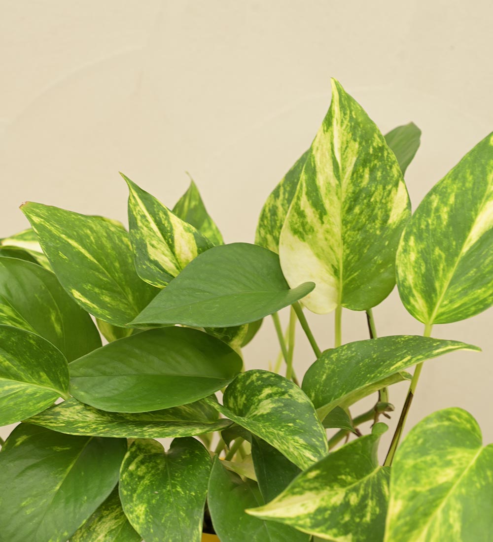 money plant company Money Plant Variegated Corporate Gift Hamper – Ugaoo