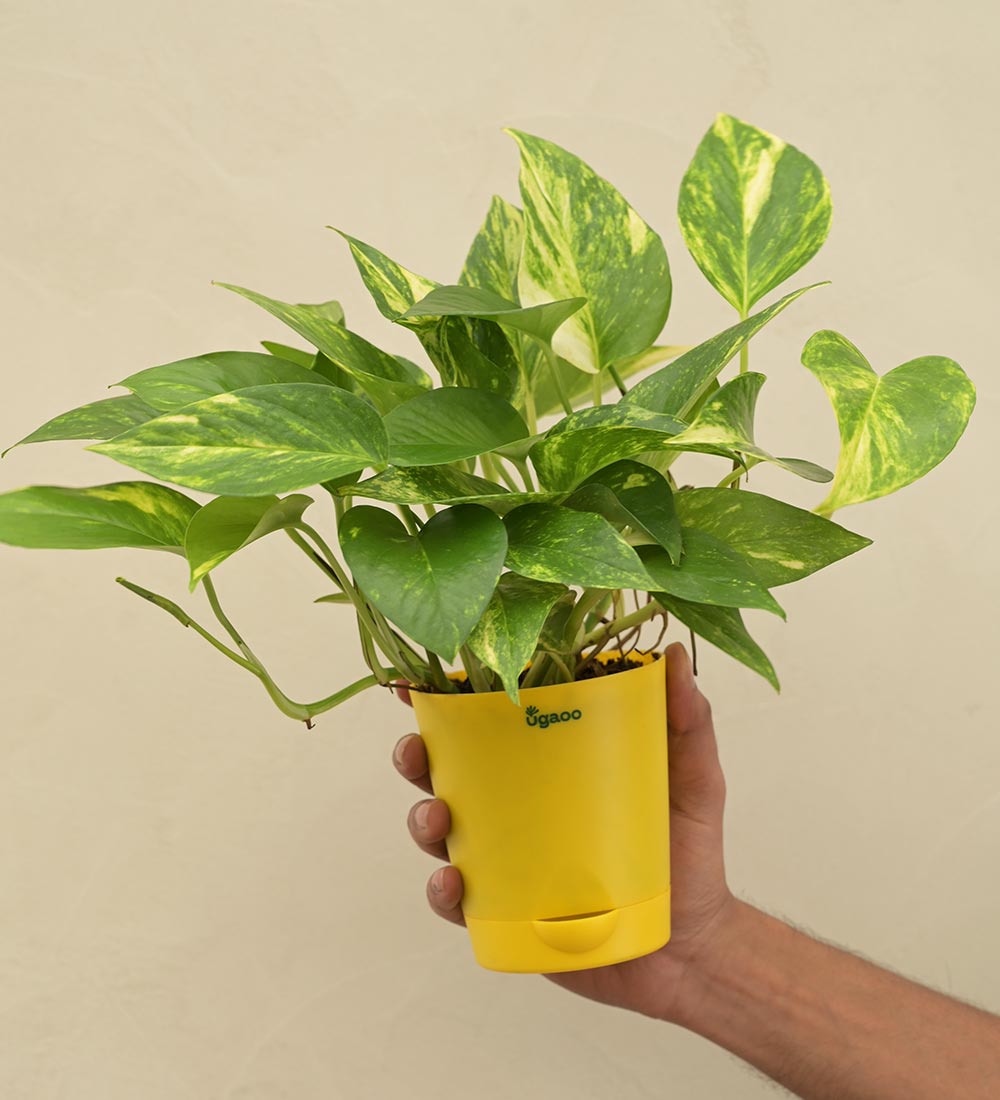 money plant as gift Money Plant Variegated Corporate Gift Hamper – Ugaoo