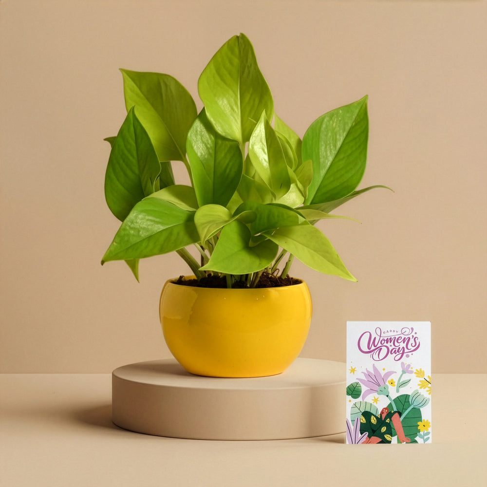 Women’s Day Golden Growth Plant Gift - Money Plant Golden