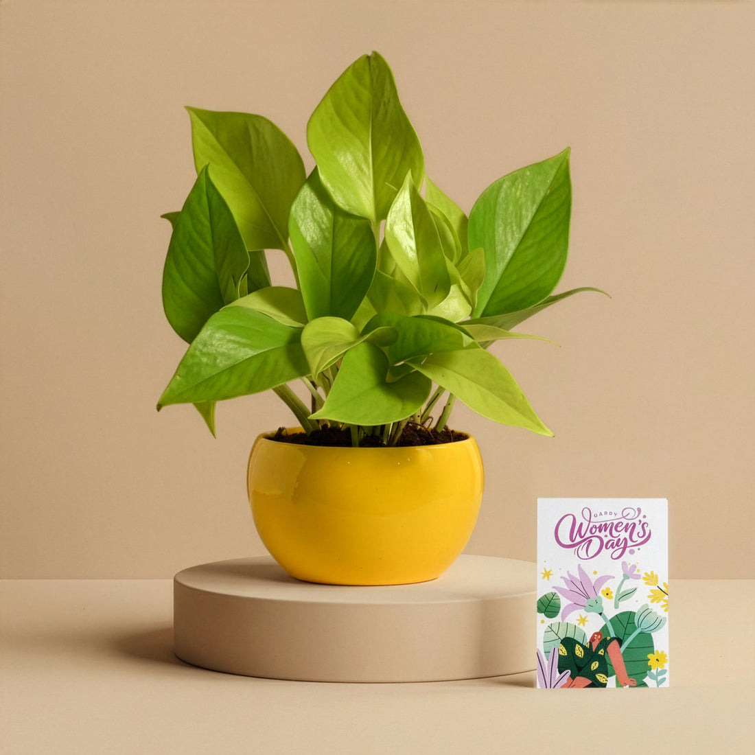 Women’s Day Golden Growth Plant Gift - Money Plant Golden