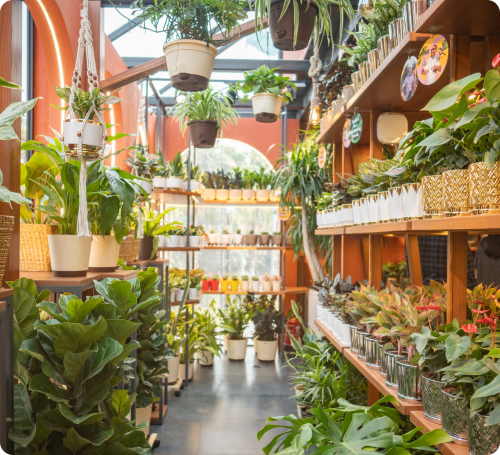 Ugaoo - Pacific Mall