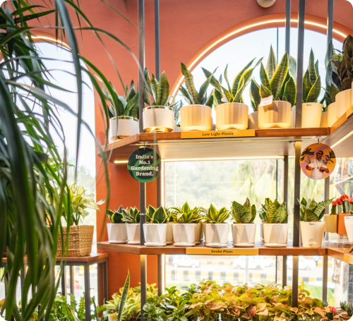 Ugaoo - Pacific Mall