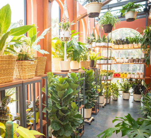 Ugaoo - Pacific Mall