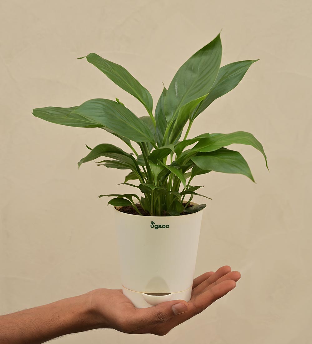 ugaoo peace lily Peace Lily Plant Gift Hamper – Ugaoo