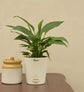 Peace Lily Plant Gift Hamper