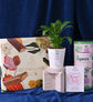 Peace Lily Plant with Celebration Box - Women&